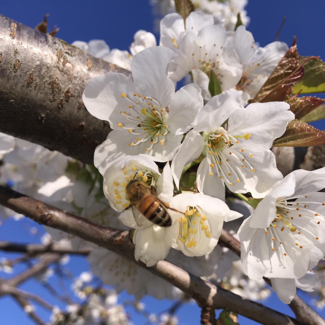 Apicoltura Mori ape e fiore di ciliegio - vendita miele e prodotti biologici on lineApe e fiore di ciliegio