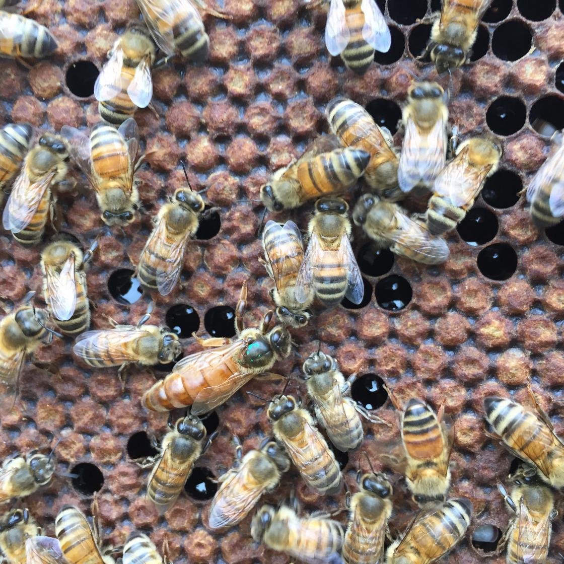 Apicoltura Mori vendita miele e prodotti dell'alveare online
